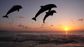 delfines-saltando