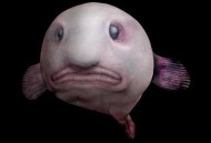 Blobfish pez triste mundo criaturas extrañas 1