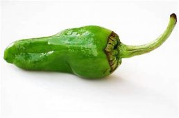 Pimiento de Padrón II